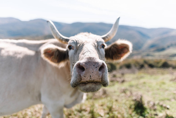 Primer plano de la nariz de una vaca blanca con fondo de montañas desenfocadas
 - Foto, Imagen