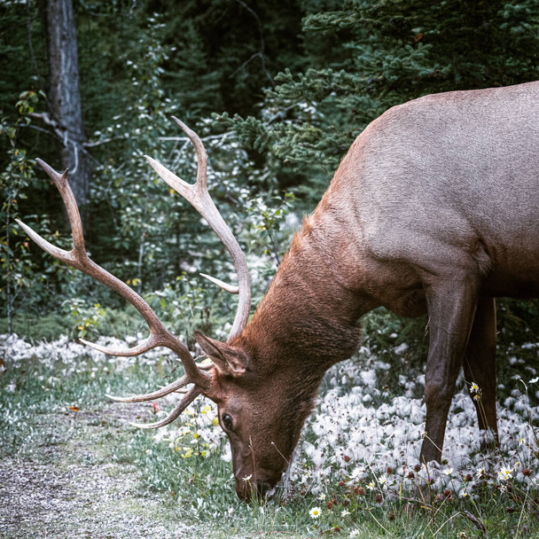 森の中で鹿の餌だ。カナダのジャスパー - 写真・画像