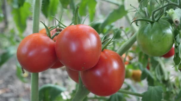 Red Fresh Cherry Tomatoes Bush - Footage, Video