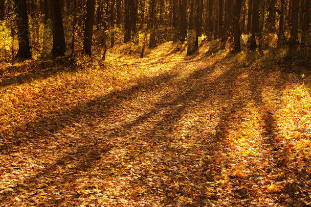 Autumn forest blur. Autumn park - Фото, изображение