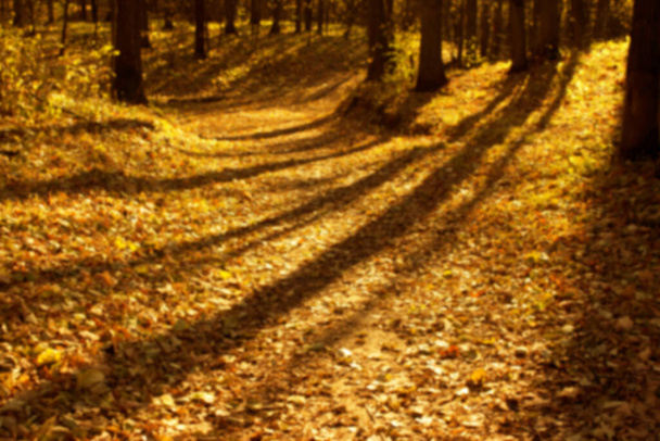 Autumn forest blur. Autumn park - Fotografie, Obrázek