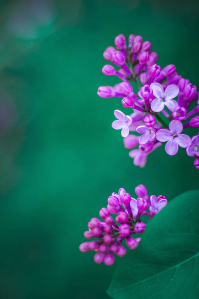 lilac flowers on a green background - Foto, Imagen