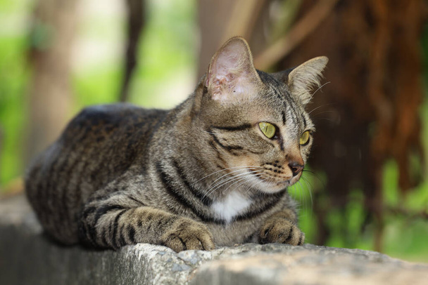 Fermer maison de chat gris est assis et se reposer sur le vieux mur près du jardin à Thaïlande - Photo, image