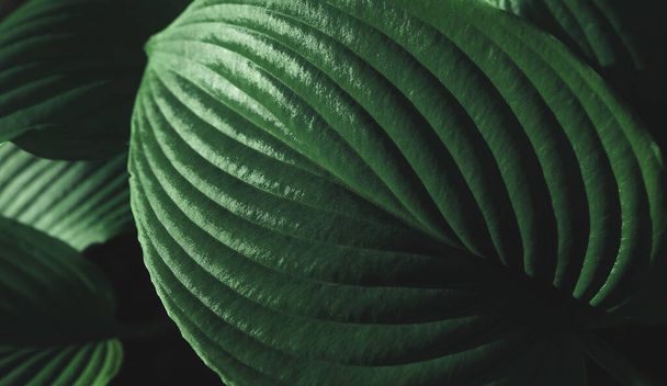 Texture of green leaf. Foliage background. - Photo, Image