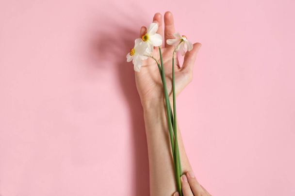 Daffodils lie in the arms of a young girl. Hands with flowers on a pink paper background. White daffodils on hand. - Foto, imagen