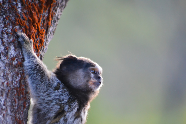 Monkey in Tree - Photo, Image