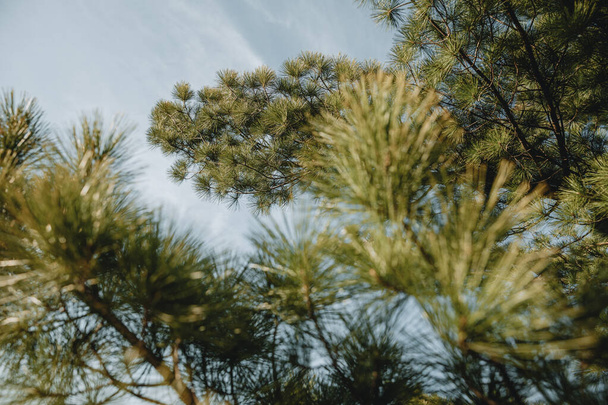 前景にぼやけた枝を持つ松の新緑の枝の詳細、春の黄金の午後の太陽 - 写真・画像