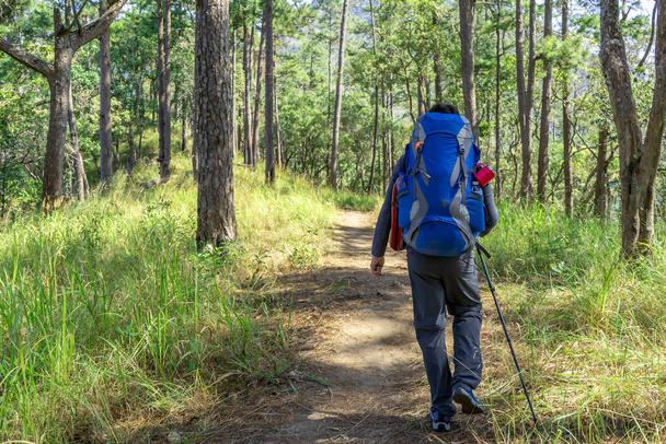 mężczyzna trekking Backpacker w sosnowy las - Zdjęcie, obraz