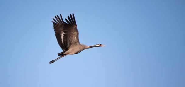 Yaygın Crane - Grus grus, Avrasya 'dan gelen güzel büyük kuş ve uçan muhteşem sihirli fotoğraf, Çek cumhuriyeti, vahşi yaşam. En iyi fotoğraf.. - Fotoğraf, Görsel