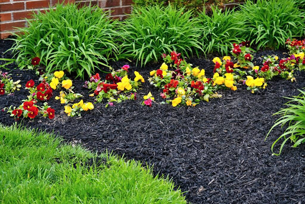 Spring flowerbed freshly filled with new mulch and compost mixture with growing Hemerocallis leaves bunches, violets and trimmed lawn edge in West Lafayette, Indiana - Photo, Image