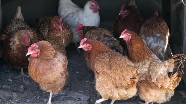 sok vörös csirke egy farmon a faluban - Felvétel, videó