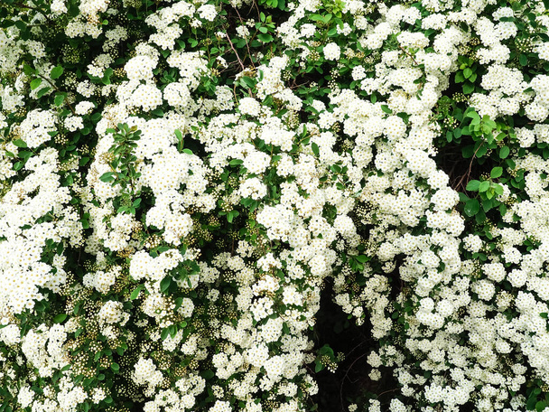 Σπυραία Θουνμπέργκι. Κήπος, ανθοφορία, Λευκό Spiraea, φόντο λευκό Μπους καλοκαιρινό χώρο για κείμενο. - Φωτογραφία, εικόνα
