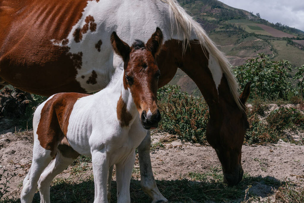 Лошадь и жеребенок, мать и сын пинто лошадей, солнечный день
 - Фото, изображение