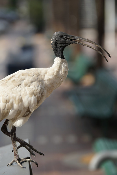 Hotel ibis - Foto, Imagen