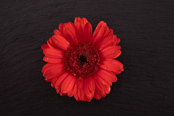 bright red gerbera in the center of the table on a black background - Fotó, kép