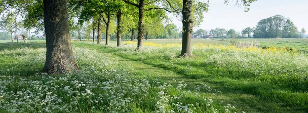 park of castle De Haar near utrecht in the netherlands with spring flowers - Photo, Image