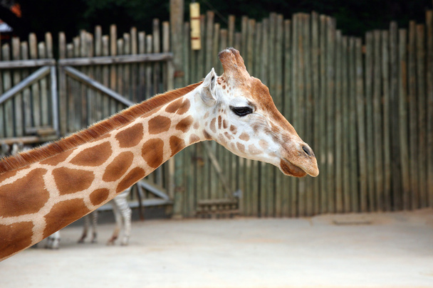 Giraffe - Foto, Imagen