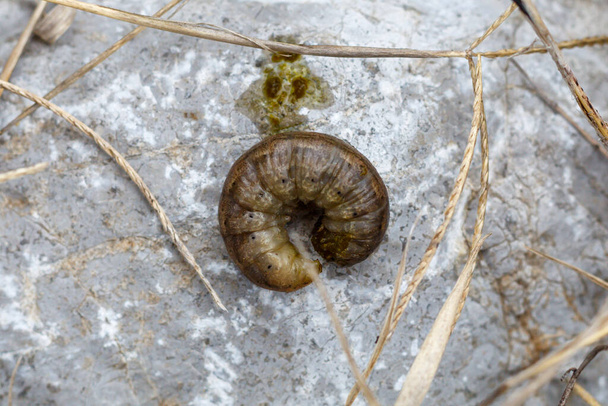Las larvas del escarabajo de mayo Cockchafer común o puede Bug
 - Foto, Imagen
