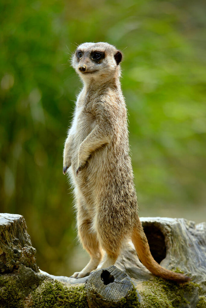 Detailní záběr meerkat (Suricata) stojící na zadních nohách na pařezu - Fotografie, Obrázek
