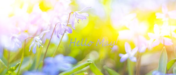 Witam, maj sztandar z miejscem na tekst. Niebieskie kwiaty. Pierwsze wiosenne kwiaty... naturalne, młode zielone liście na kwiatach. Nowy miesiąc.Sprężanie - Zdjęcie, obraz