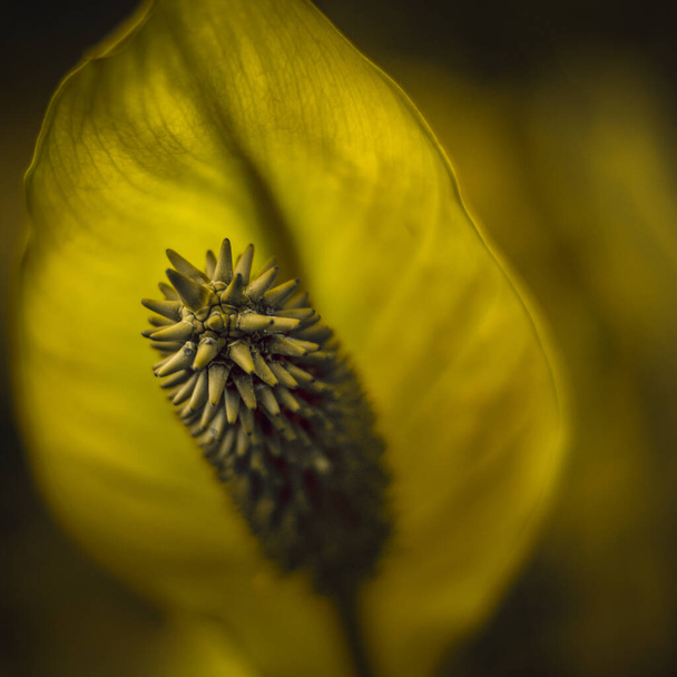 Macro of a flower with shallow depth of field. Abstract, closeup. - 写真・画像