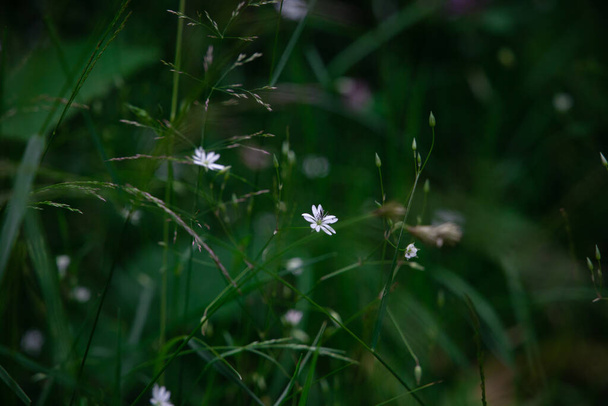 нежные цветы на глубоком зеленом фоне трав. Цветы являются главной темой композиции, в то время как трава находится вне фокуса
 - Фото, изображение