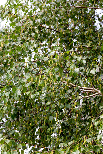 Весенний фон с кандалами березовых ветвей на ветру. Березовые шишки, весенние цветы. Весенний пейзаж
 - Фото, изображение