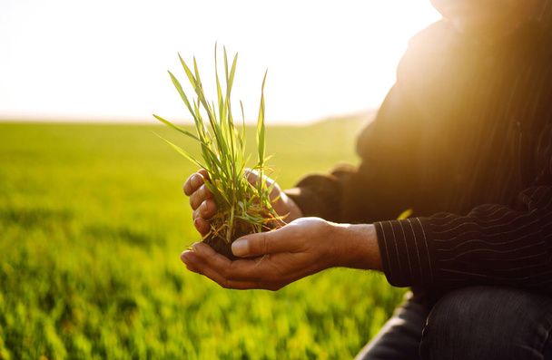Young wheat sprout in the hands of a farmer. The farmer considers young wheat  in the field. The concept of the agricultural business. - Foto, imagen