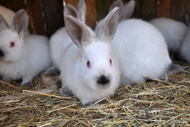 An young rabbits of the Californian breed - Photo, Image
