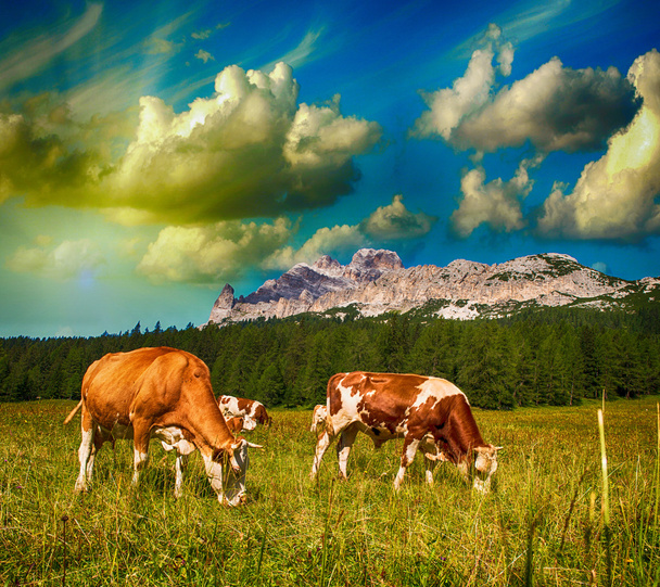 Vacas de pastoreo en las montañas Dolomitas cerca de Cortina d 'Ampezzo
 - Foto, imagen