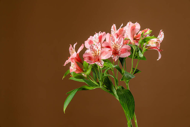 Pequeñas flores de alstroemeria rosa aisladas sobre fondo marrón
 - Foto, Imagen