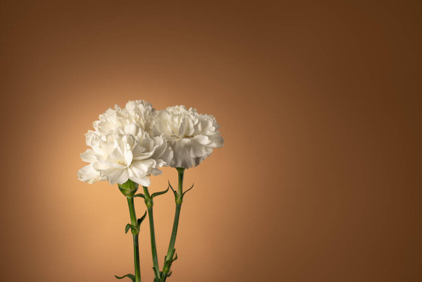 Trois fleurs d'oeillet blanches isolées sur fond taupe clair
 - Photo, image