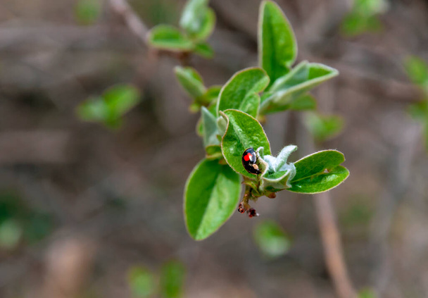 black beetle on quince leaves - Fotó, kép