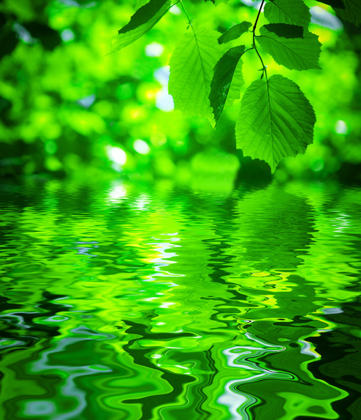 Foliage with water surface - Фото, изображение