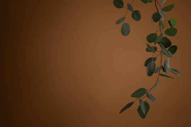 Eucalyptus on brown background. Spring floral background, texture, wallpaper - Fotoğraf, Görsel