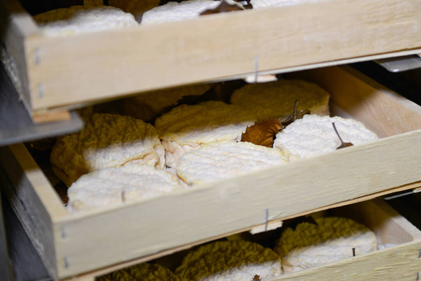 спелых козьих и овечьих сыров в подвале, созревающих с листьями чатанье
 - Фото, изображение