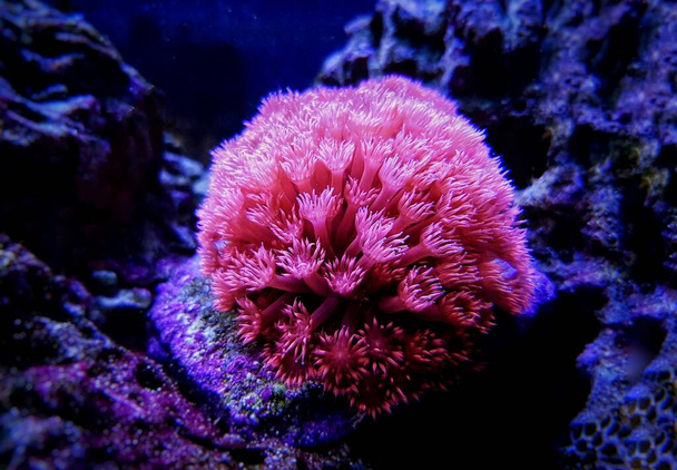 Ροζ γλάστρα Goniopora sp. Κοράλλι LPS - Φωτογραφία, εικόνα