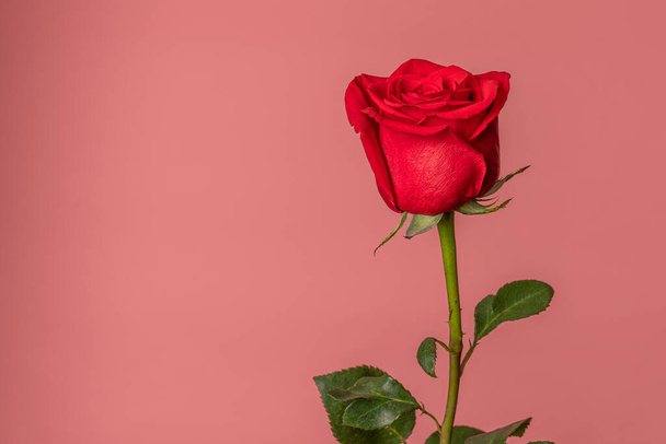 Όμορφο κόκκινο τριαντάφυλλο απομονωμένο σε ροζ φόντο ροδάκινο - Φωτογραφία, εικόνα