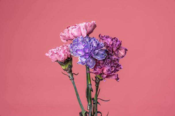 Group of fresh pink, violet, colorful carnation flowers isolated on fuchsia pink - Photo, Image