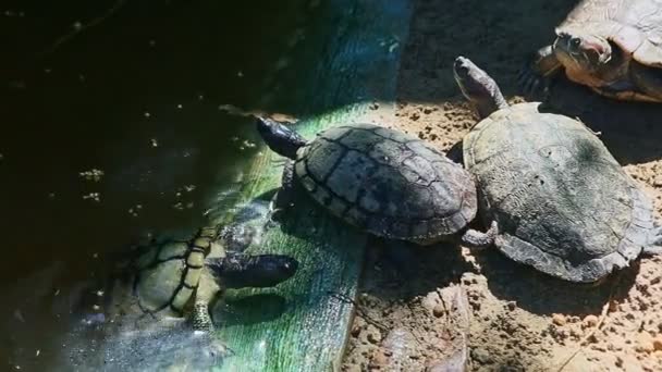 Büyük su kaplumbağası gri kumdaki el yapımı yeşil göletten çıkar. - Video, Çekim