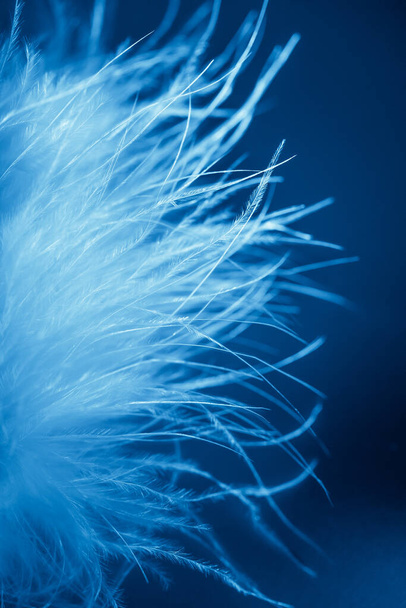 La pelusa de cisne más suave sobre un fondo azul. Color ultraazul de pelusa. Enfoque borroso. Enfoque selectivo. desenfoque
. - Foto, Imagen