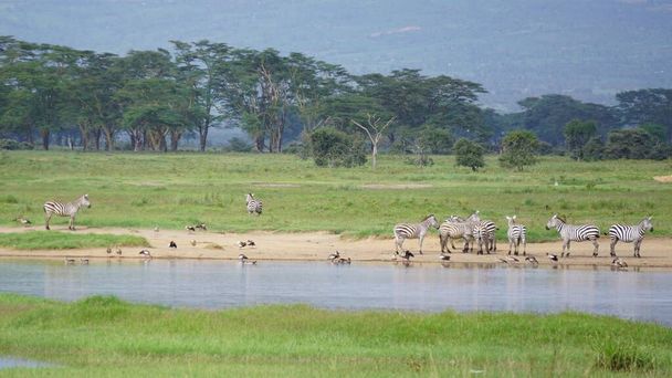 зебры у воды озера Накуру Кения
 - Фото, изображение