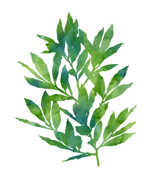 Watercolour laurel branch isolated on a white background. Decorative image for creative design of cards, invitations, banners, websites, posters, etc. Beautiful hand painted illustration. Green colour - Photo, image