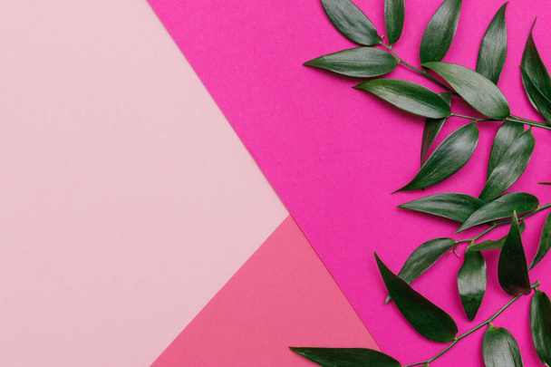 The leaves of Ruscus on the geometric combined pink background.Festive concept,copy space for text,top view - Fotoğraf, Görsel