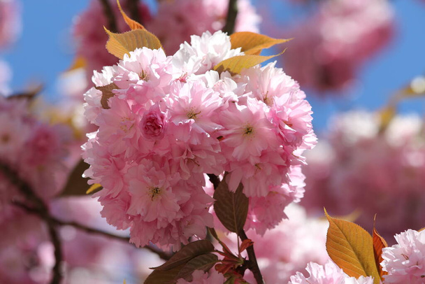 Cherry Blossom with the sky as background - Photo, Image