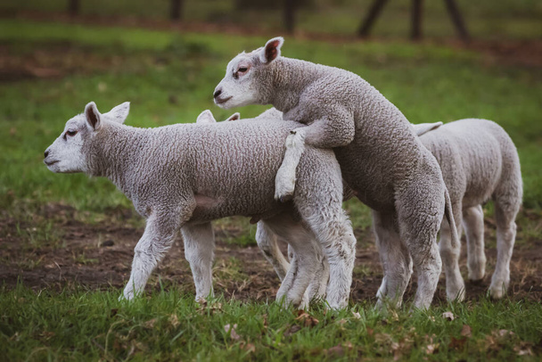 cheerful and playful herd of lambs in the ranch farm cattle animal selective focus blur - Photo, Image