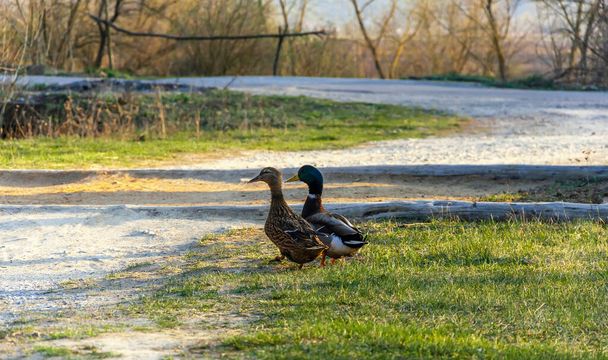two ducks walking in the grass - Photo, Image
