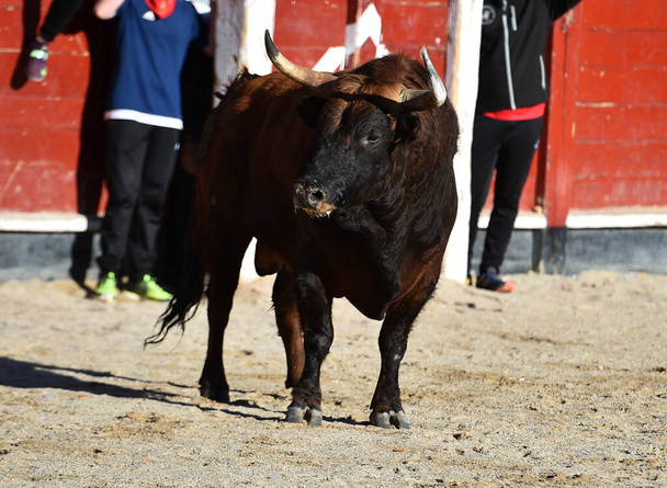 typický španělský býk s velkými rohy a vyzývavým pohledem - Fotografie, Obrázek