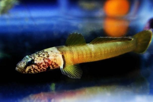 Chestnut goby -(Chromogobius quadrivittatus) is a species of goby found in the Mediterranean and Black Sea - Photo, Image