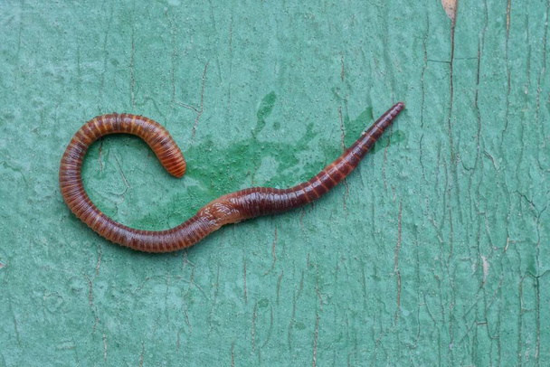 een rode lange worm ligt op een groene houten plank - Foto, afbeelding